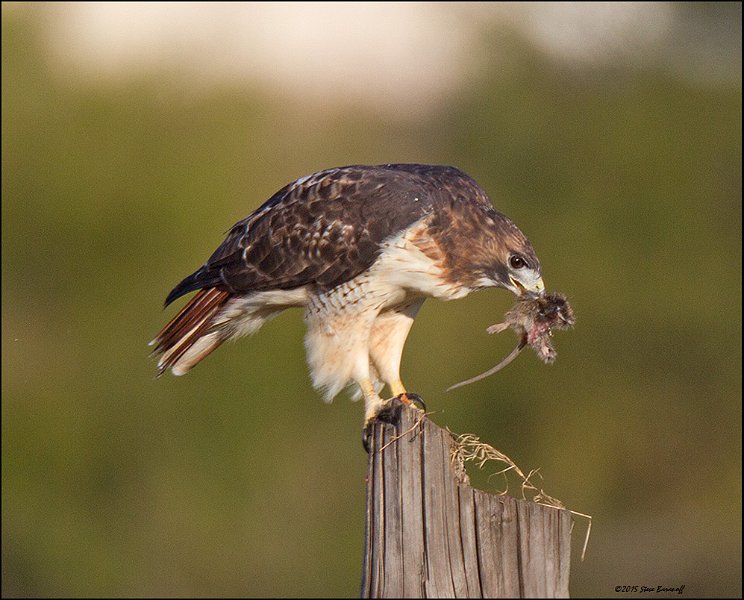 _5SB5984 red-tailed hawk with rodent.jpg